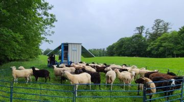 Sheep in a pen.