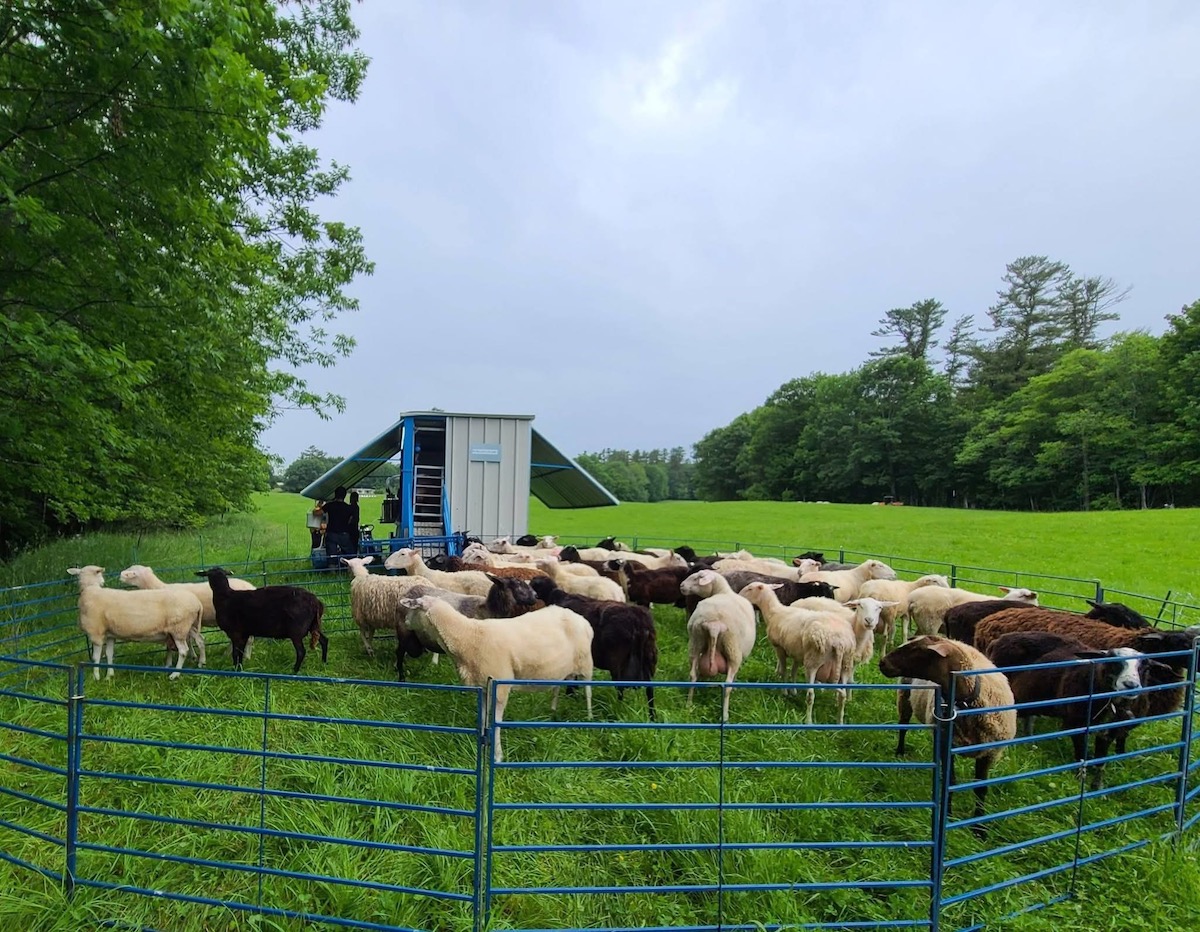 featured image for Mobile milking system for sheep focus of upcoming UMaine Extension workshop