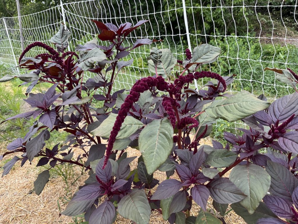 Flowering plant in a garden