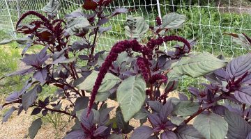 Flowering plant in a garden