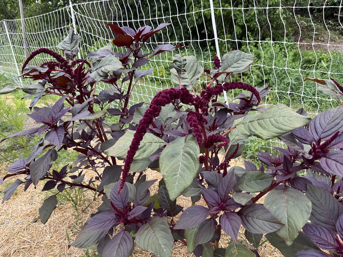 featured image for UMaine Extension offers workshop on growing plants for natural dyeing