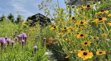 flowers in the gardens at Tidewater Farms