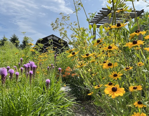 flowers in the gardens at Tidewater Farms