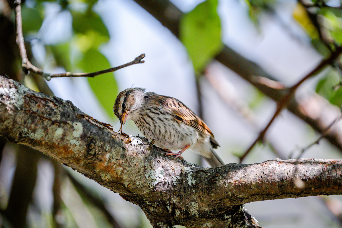featured image for UMaine Extension offers virtual backyard bird learning series for kids
