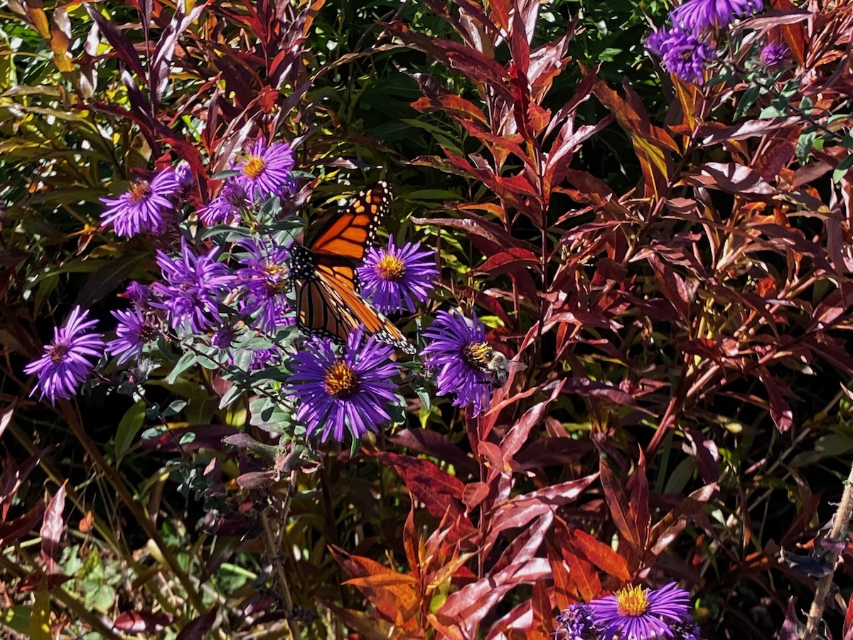 A monarch and a bee perched on aster flowers