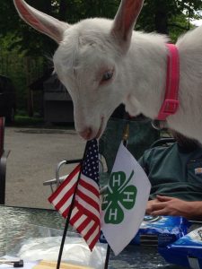 Goat with American and 4-H flags