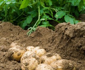 freshly dug potatoes in the field