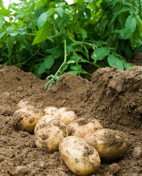 freshly dug potatoes in the field