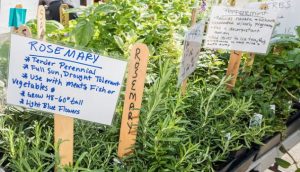 Rosemary, basil, peppermint and assorted herbs on sale by vendors at the U.S. Department of Agriculture (USDA) Farmers Market in Washington, D.C.