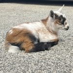 A goat laying down