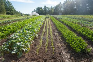 green veggies in rows of brown rich soil